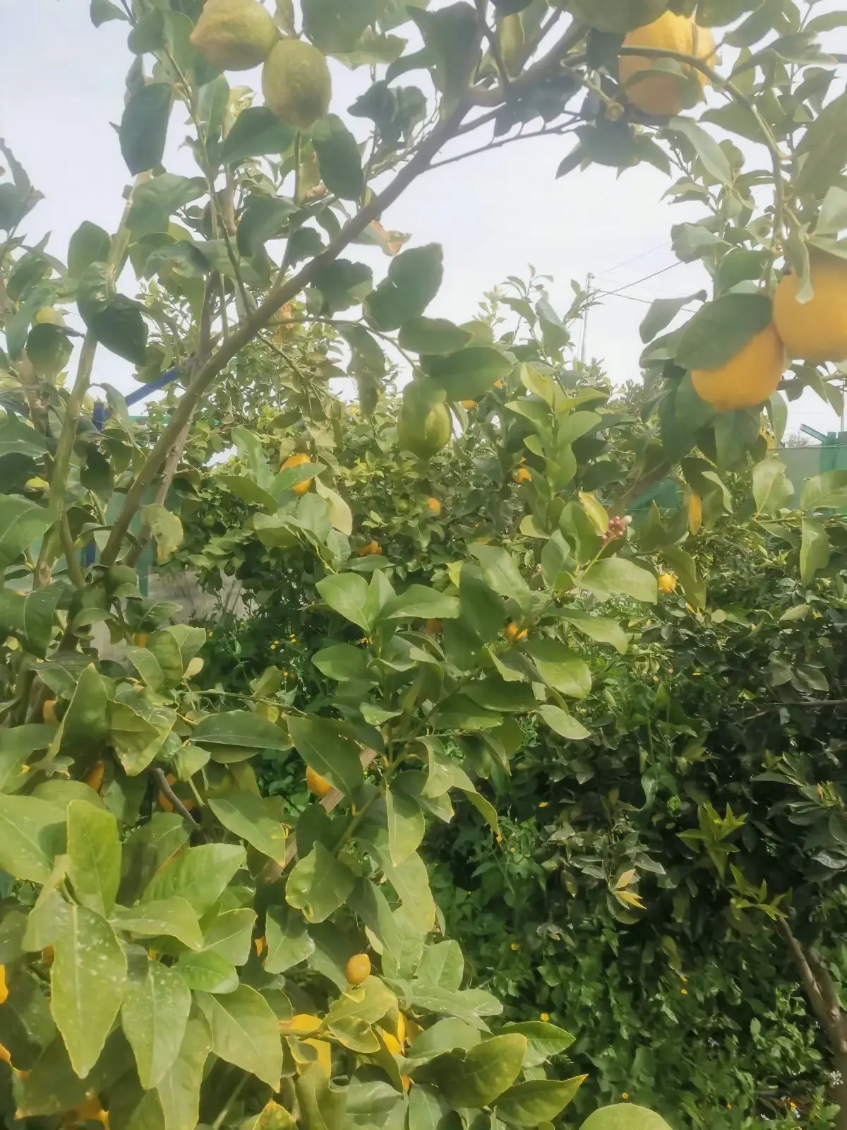 Land for sale in Umm Al-Rasas – photo 10