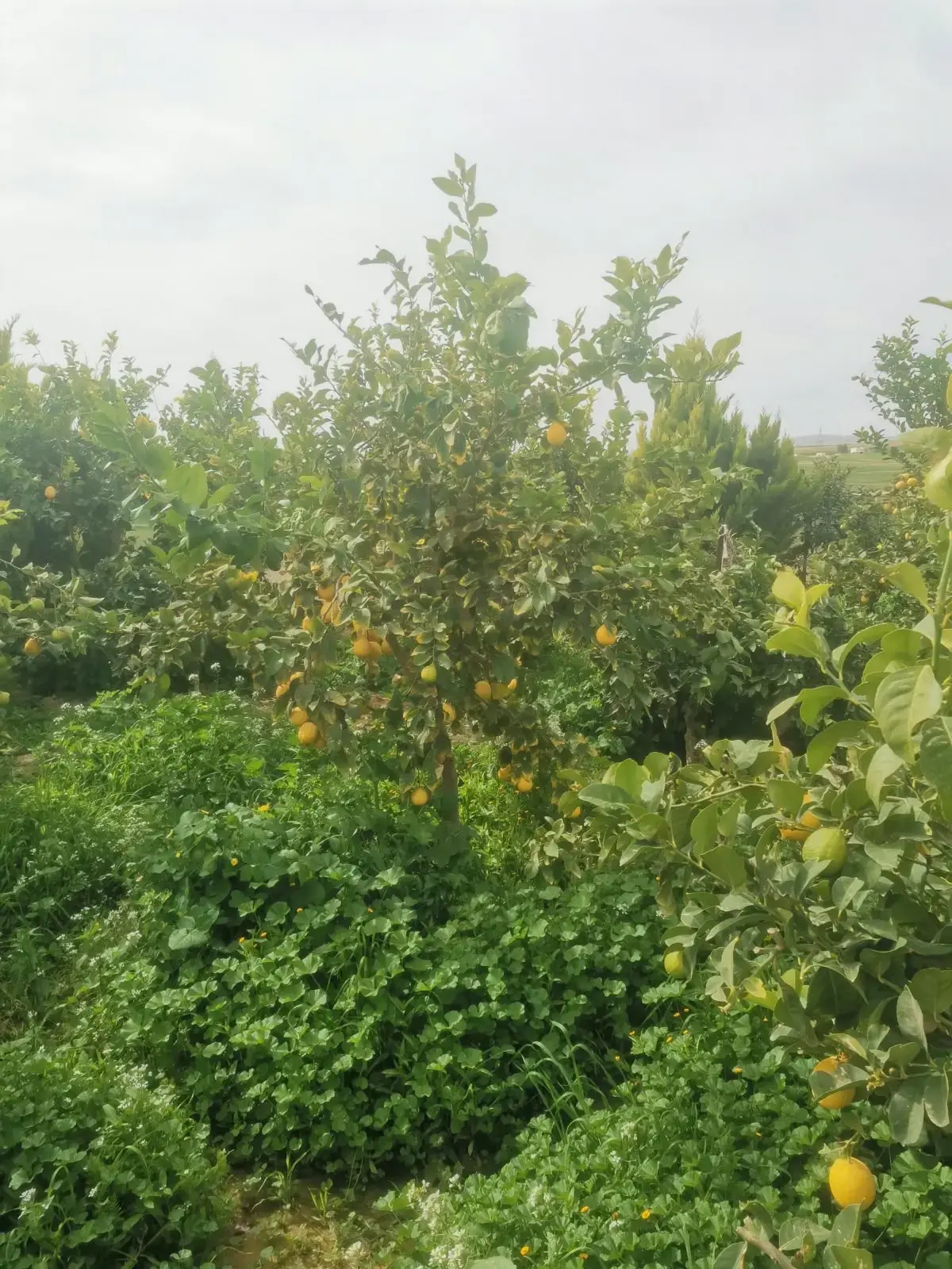 Five-dunum farm with a finished house for sale near Umm Al-Rasas, south Amman