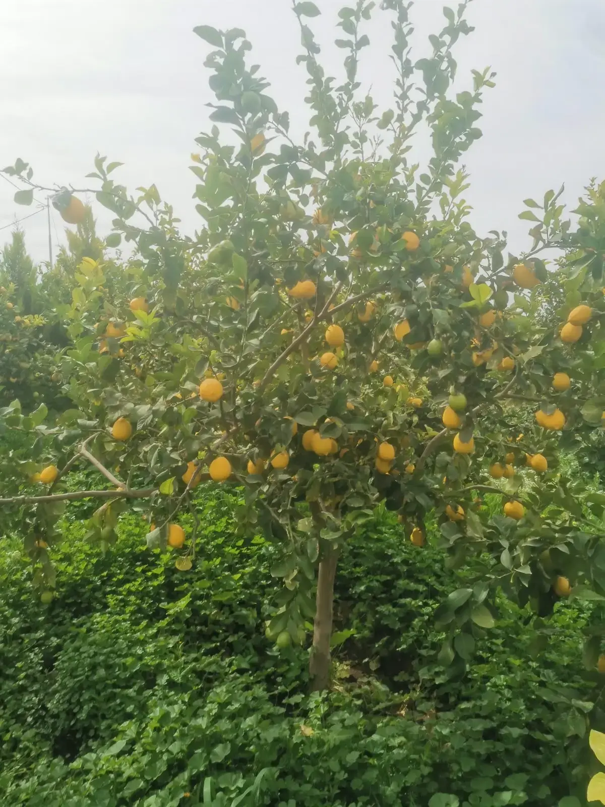Land for sale in Umm Al-Rasas – photo 2