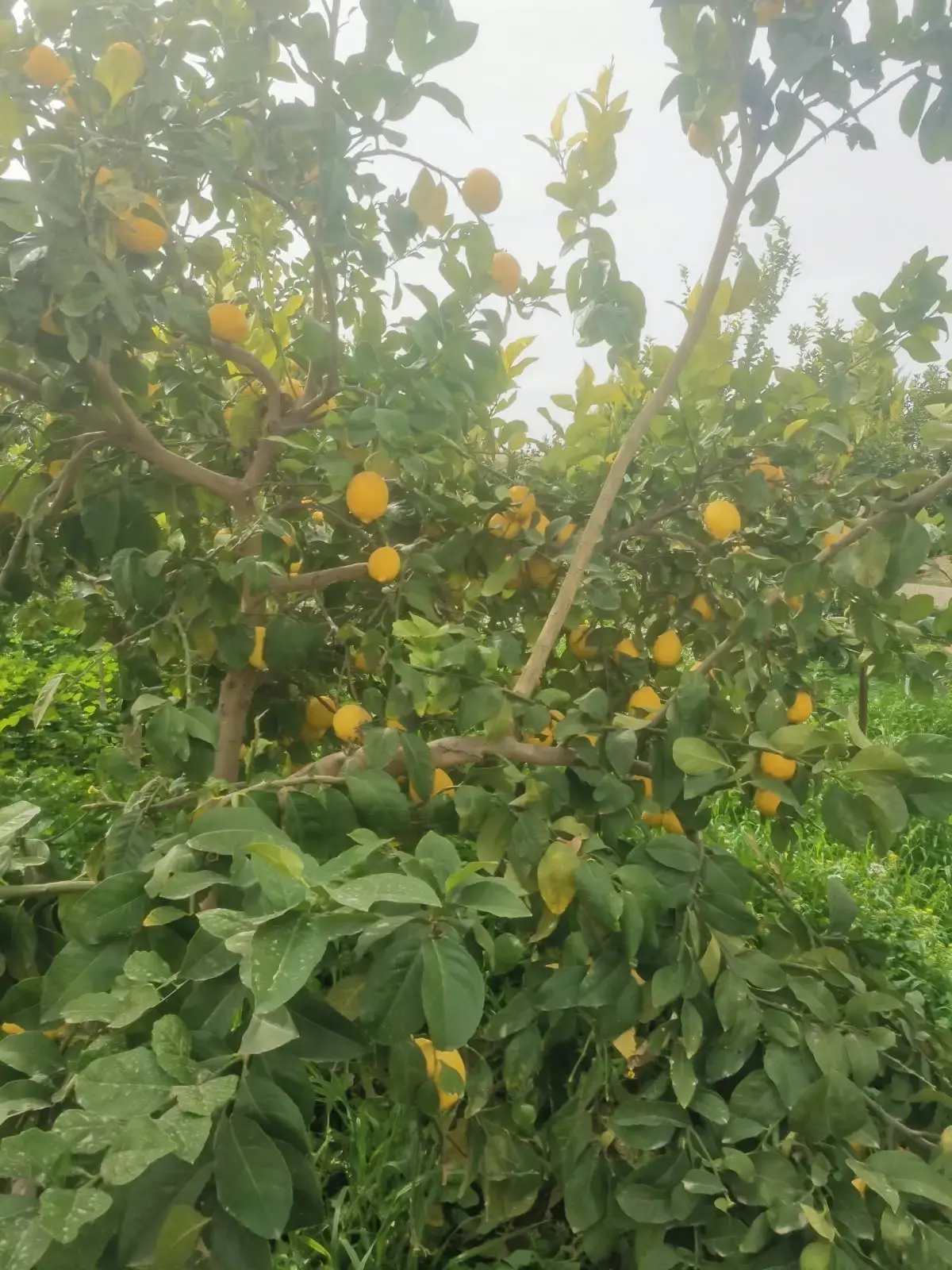 Land for sale in Umm Al-Rasas – photo 8