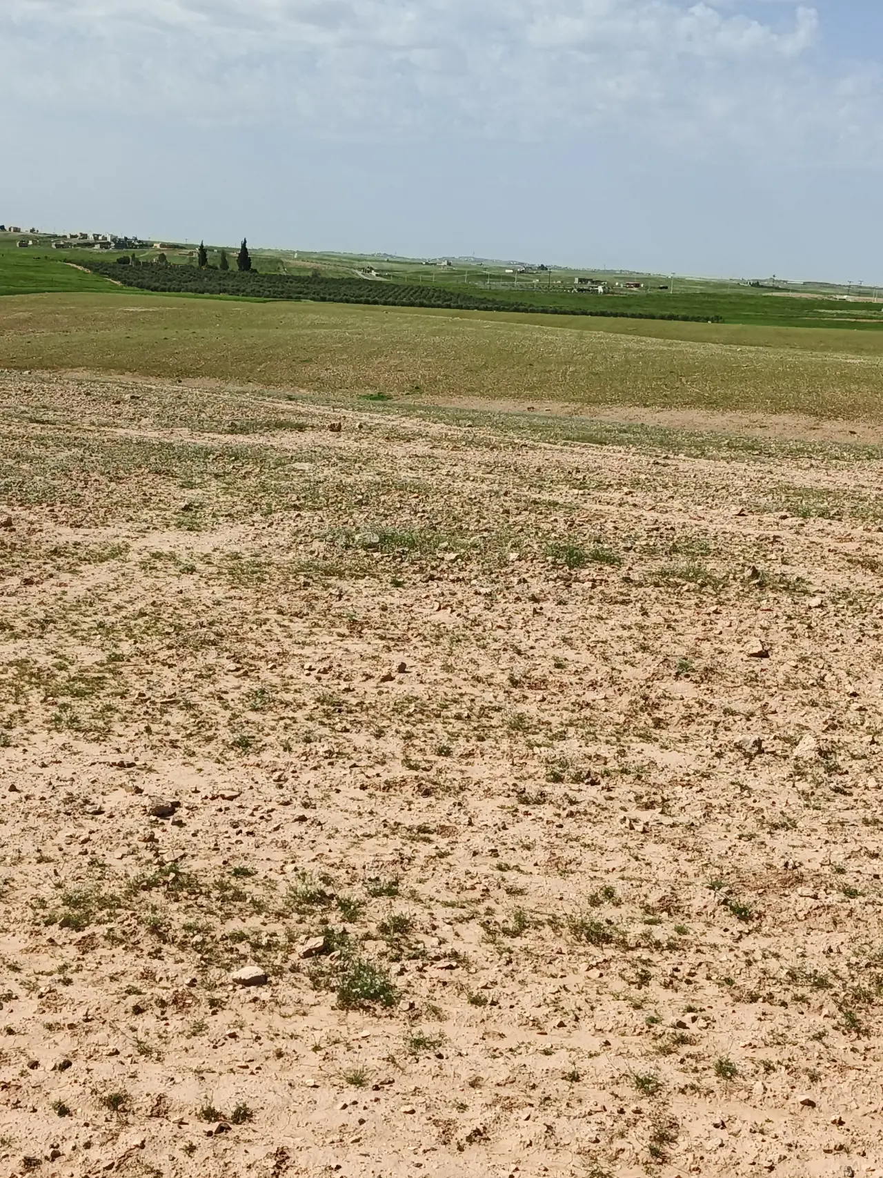 Land for sale in Umm Al-Rasas – photo 5