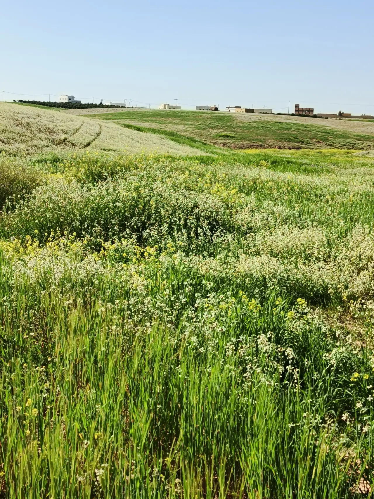 Land for sale in Umm Al-Rasas – photo 3
