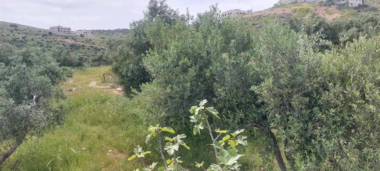Land for sale in Abu Al-Sous – photo 4