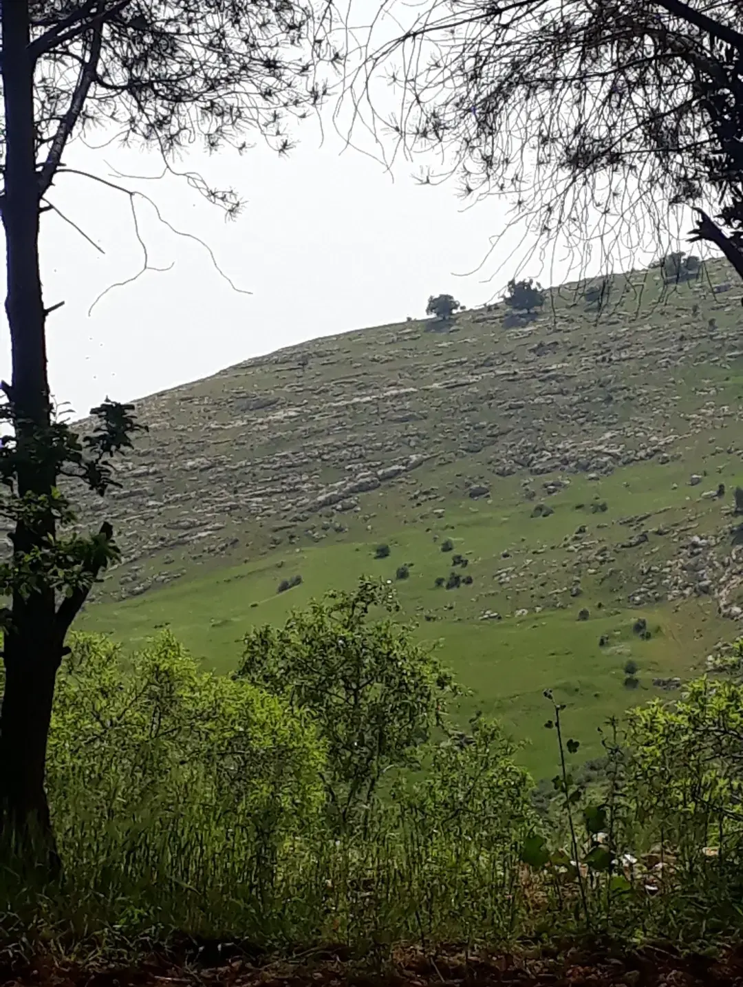 أرض للبيع في ابو النعير – صورة 2