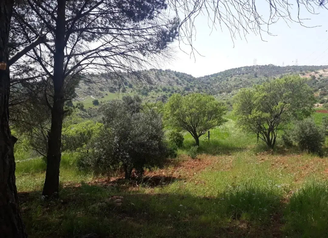 أرض للبيع في ابو النعير – صورة 3