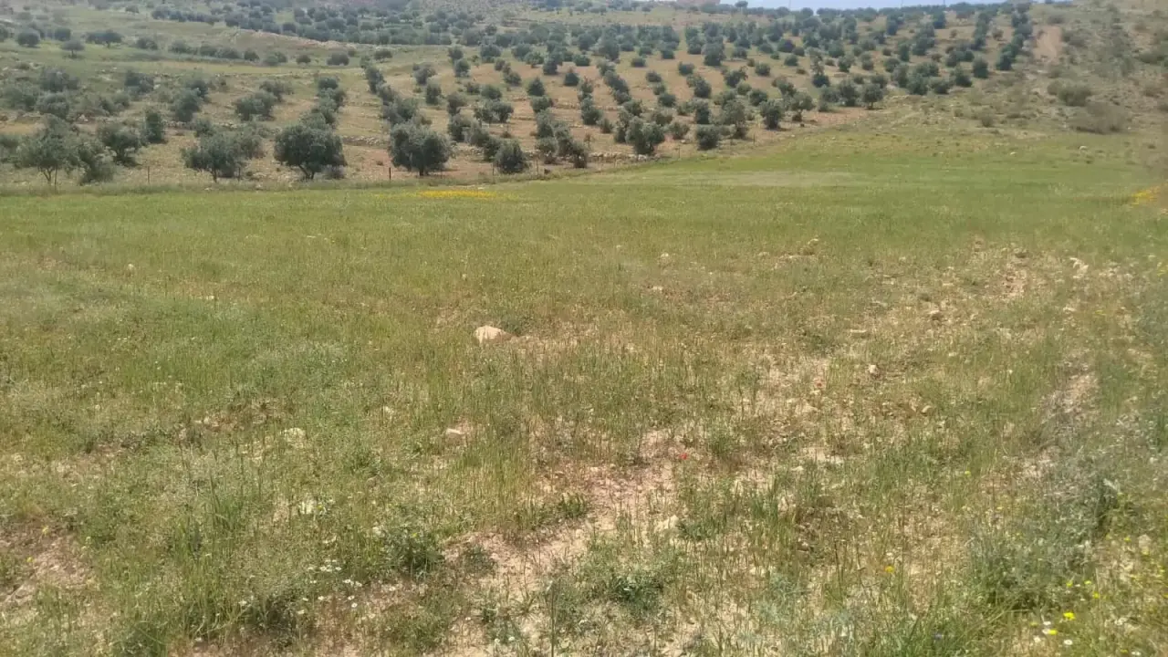 Land for sale in Iraq Al Ameer – photo 7