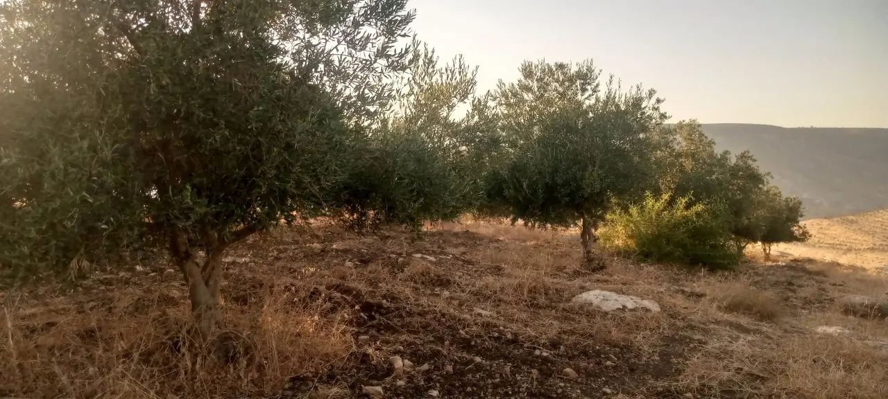 Land for sale in Al-Mokhaba Al-Tahta – photo 5
