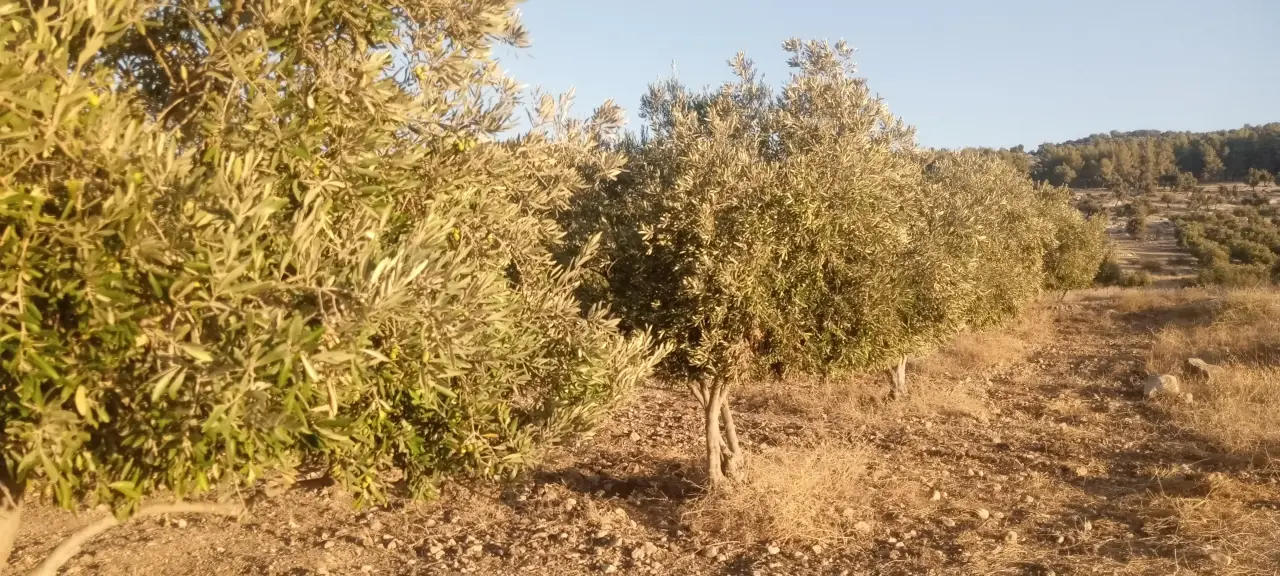 Land for sale in Al-Mokhaba Al-Tahta – photo 11