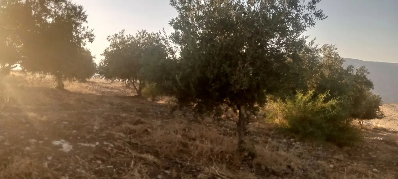 Land for sale in Al-Mokhaba Al-Tahta – photo 2