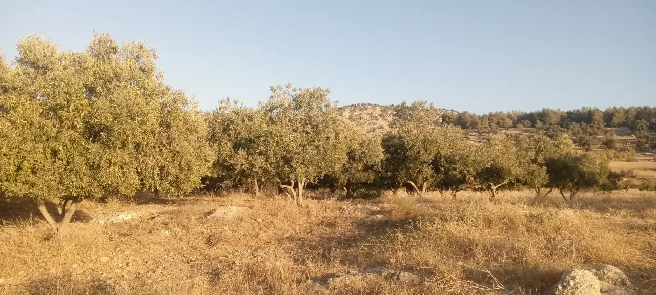 Land for sale in Al-Mokhaba Al-Tahta – photo 10