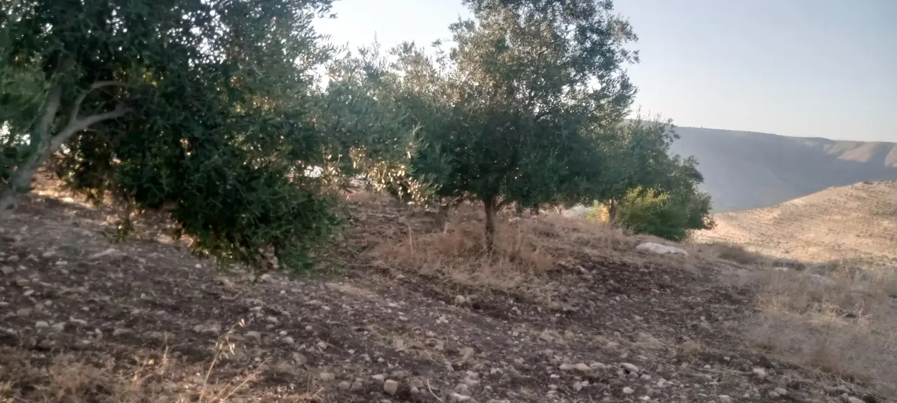 Land for sale in Al-Mokhaba Al-Tahta – photo 4