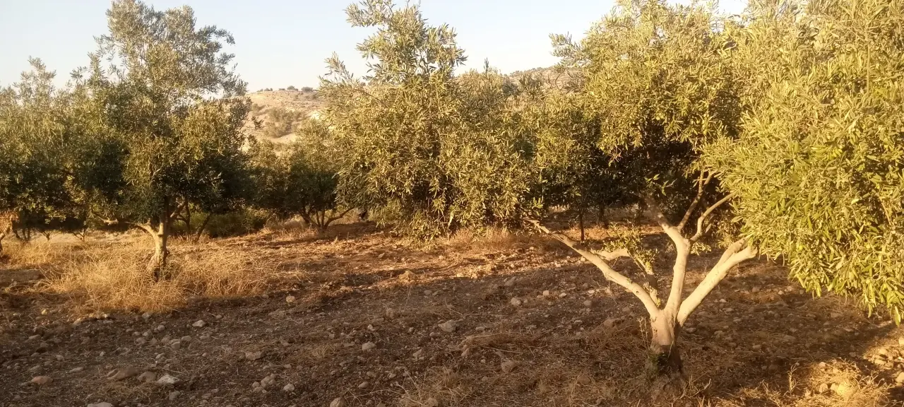 Land for sale in Al-Mokhaba Al-Tahta – photo 8