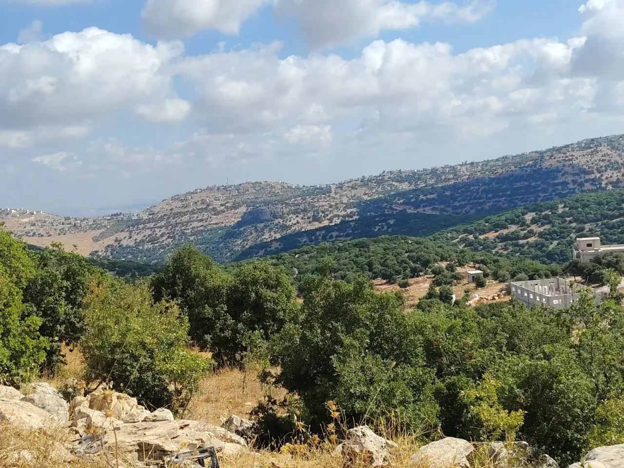 9.75-dunum farmland for sale in Zubiya with olive trees and natural woodland