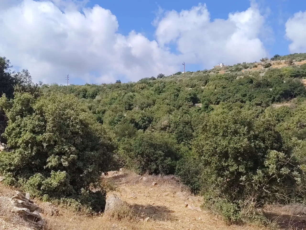 Land for sale in Zubiya – photo 12