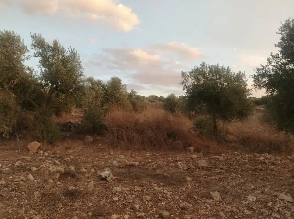Land for sale in Hawr – photo 4
