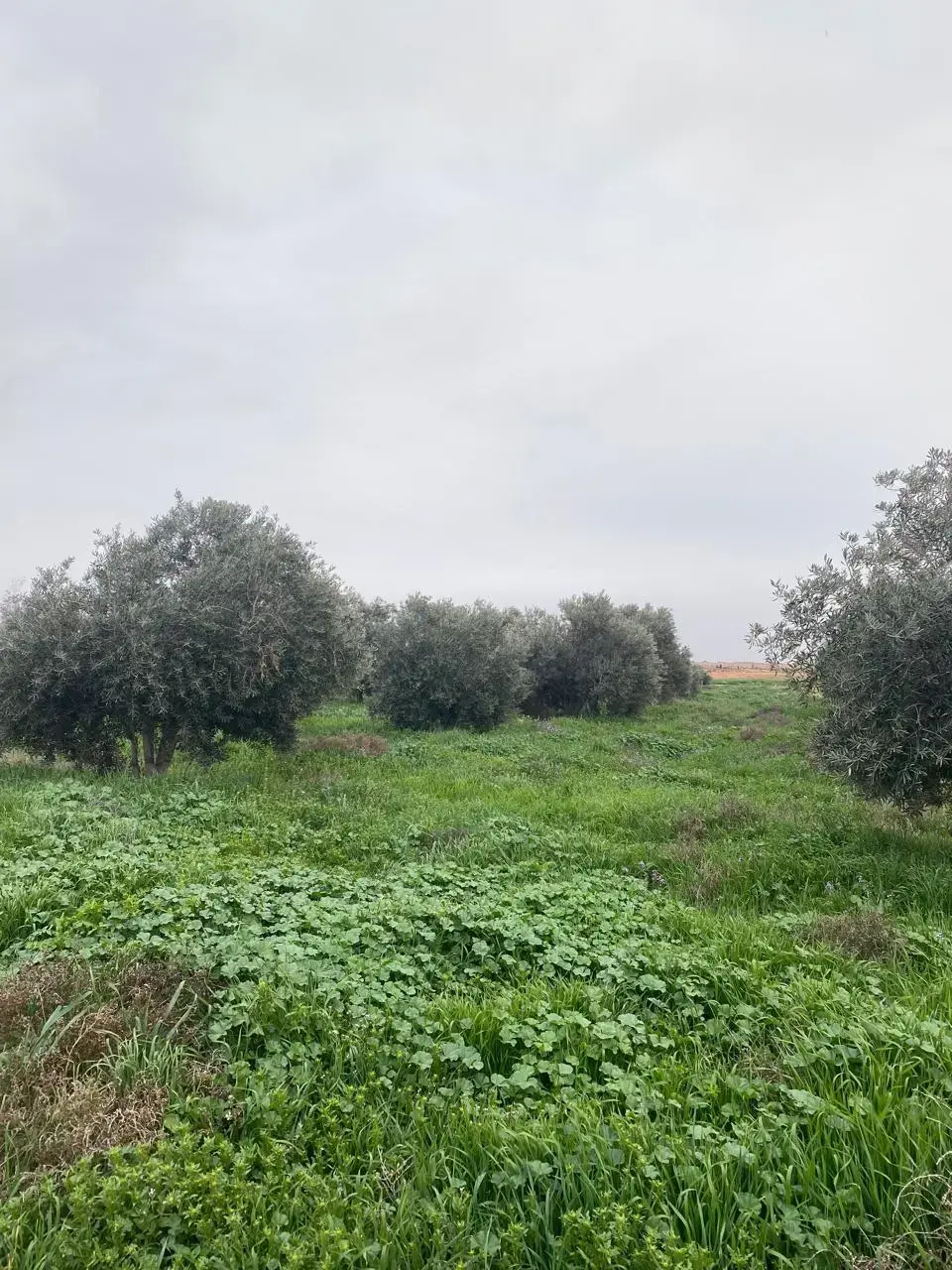 Land for sale in Qasr al-Hallabat Al-Gharbi – photo 6