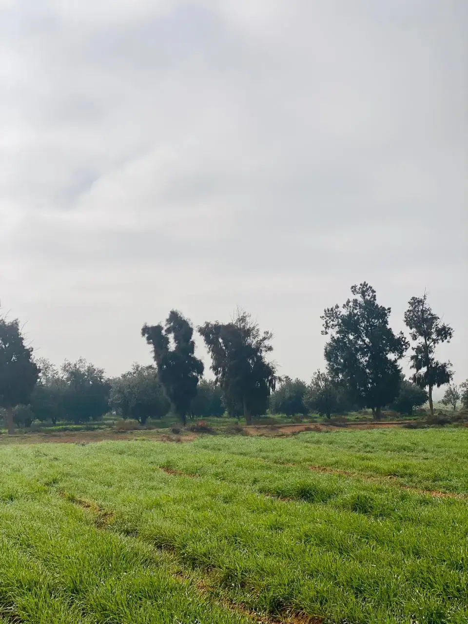 Land for sale in Qasr al-Hallabat Al-Gharbi – photo 2