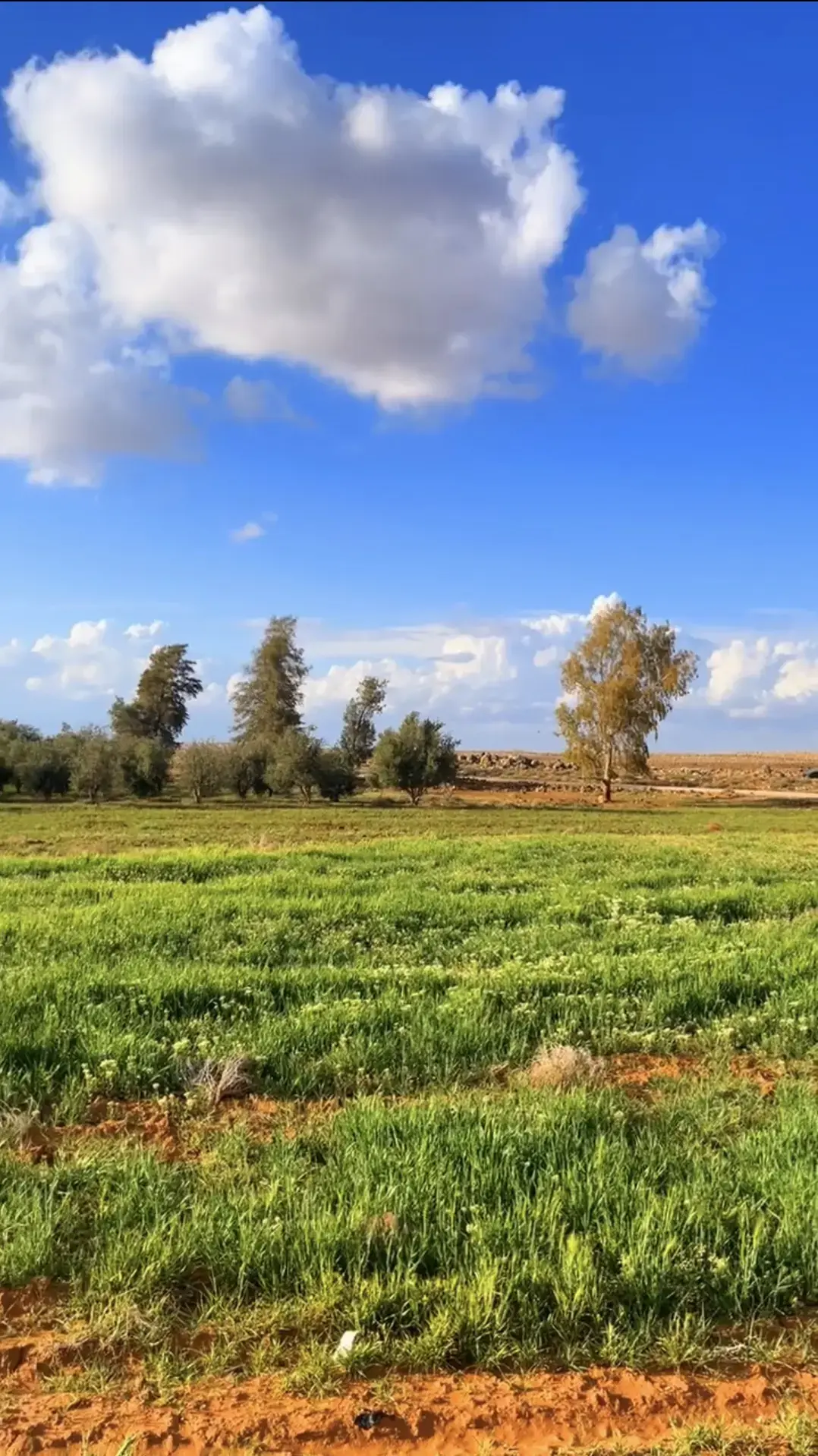 Land for sale in Qasr al-Hallabat Al-Gharbi – photo 10