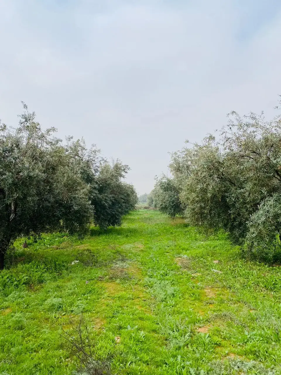 Land for sale in Qasr al-Hallabat Al-Gharbi – photo 7