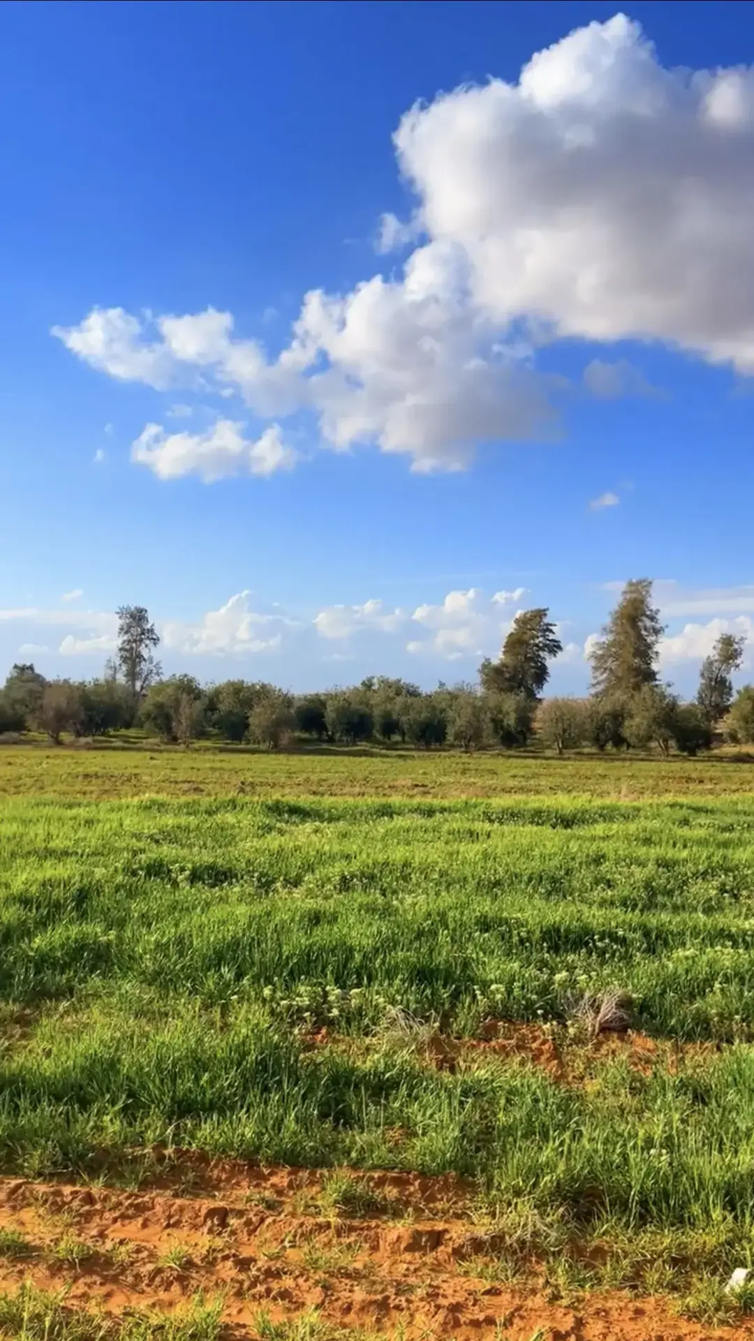 200 olive trees on 57 dunums: farm for sale in Dhuleil, Qasr al-Hallabat