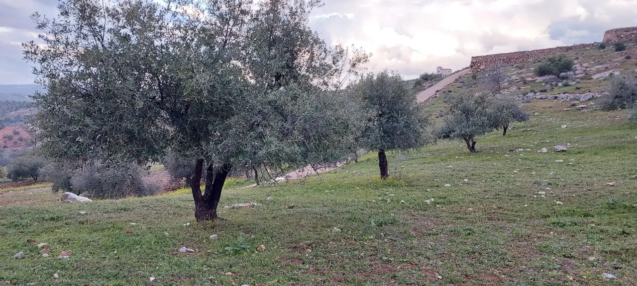 8-dunum olive grove for sale in Al-Daqusma, Mafraq