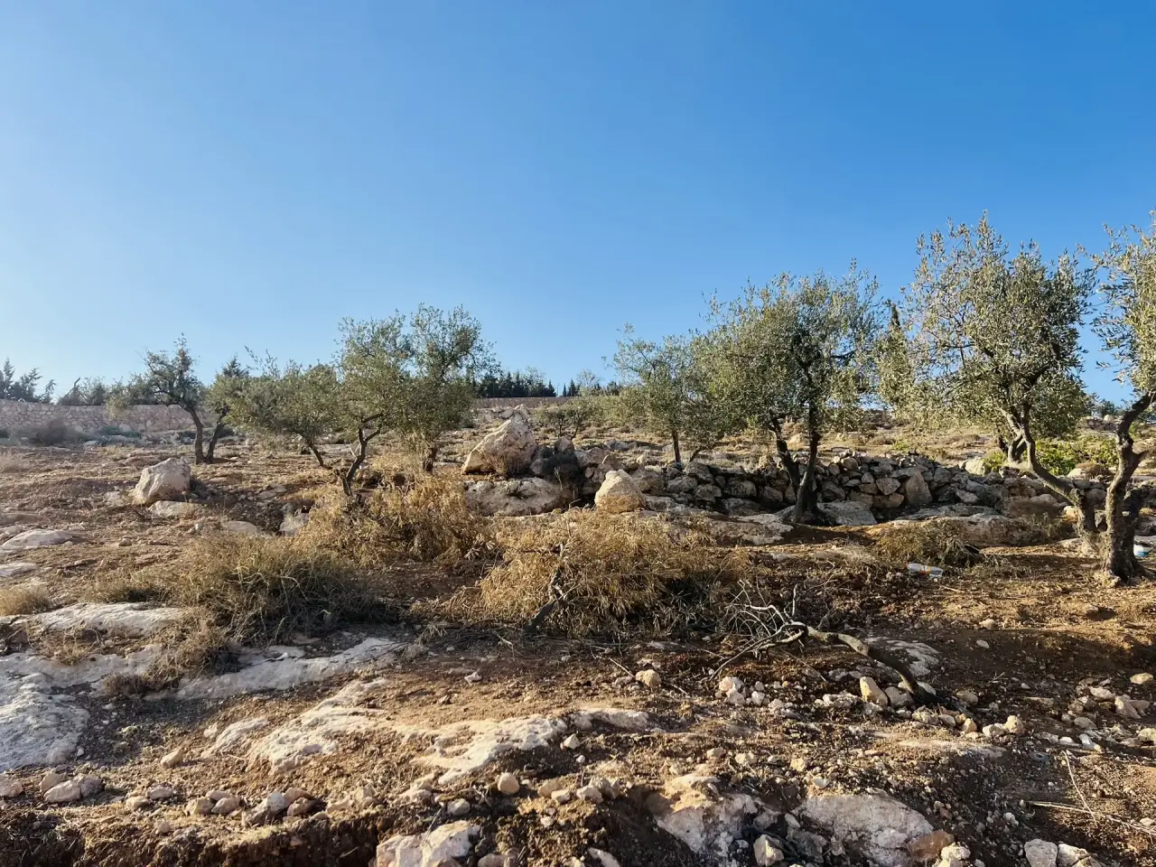 A minute from Jordan Street: 750-800 m² residential plots in Um Rummanah