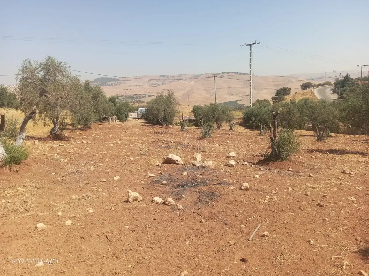 Olive grove in the Al-Alouk chalet area, 4,288 m² with open valley views