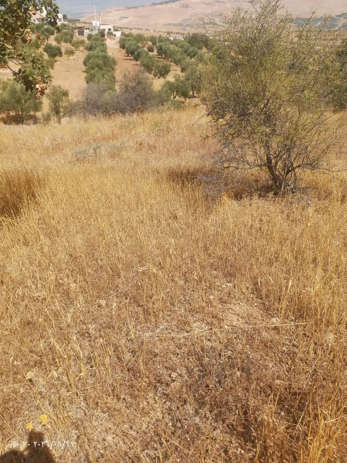 Land for sale in Al-Alouk – photo 9
