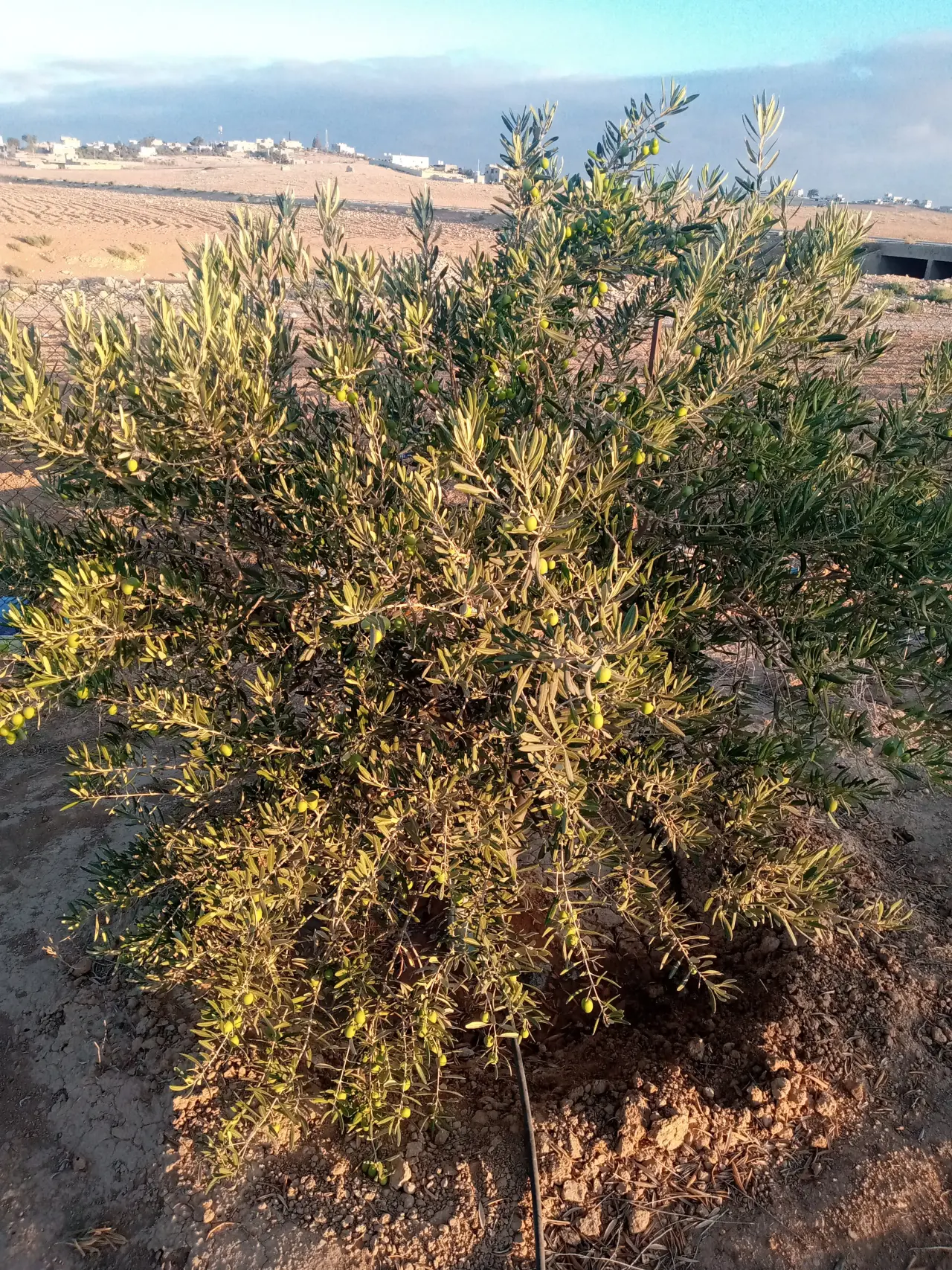 Land for sale in Other – photo 12