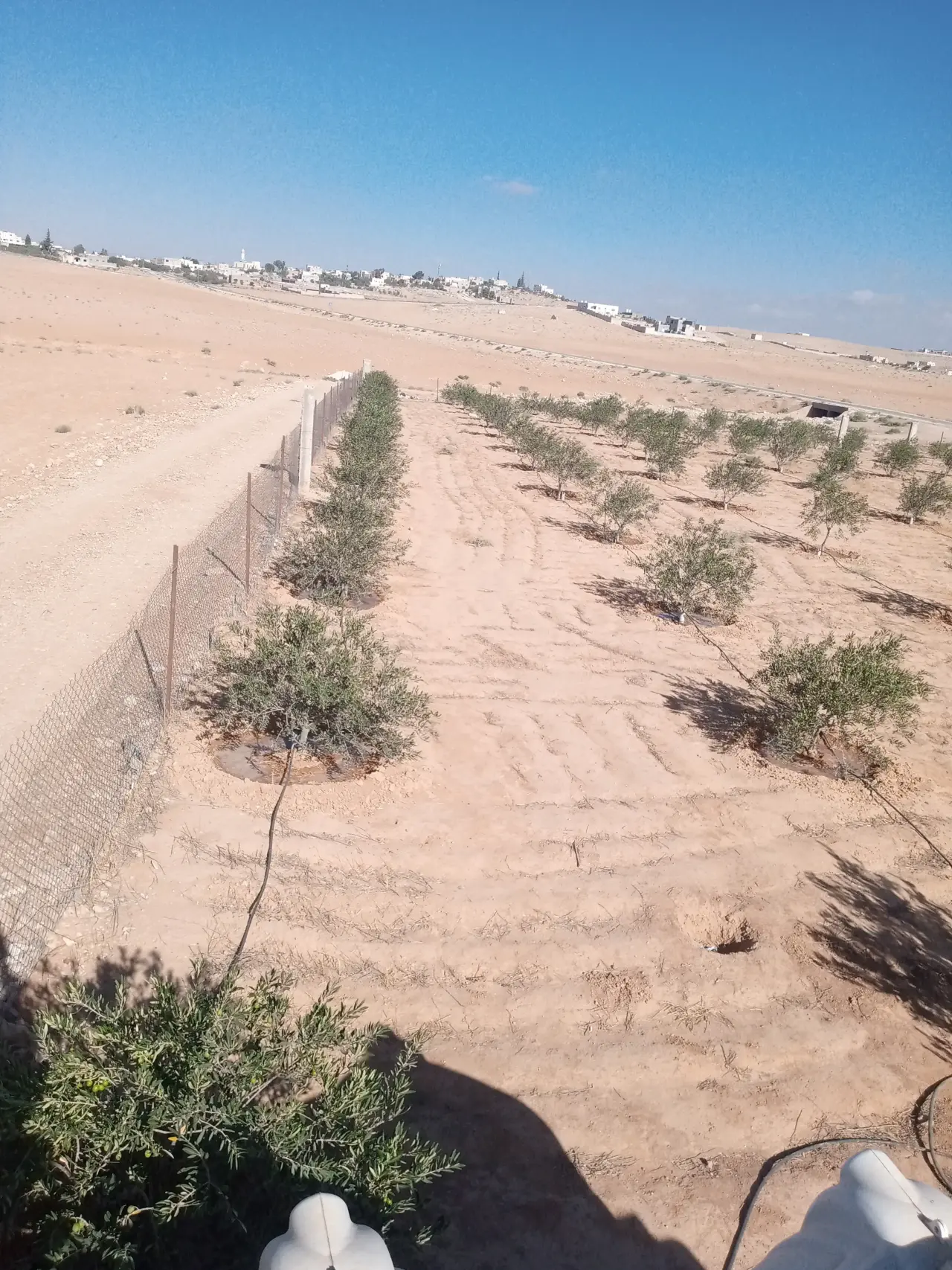 3,600 m² olive farm for sale in Bureiqa, east of the Science and Technology University