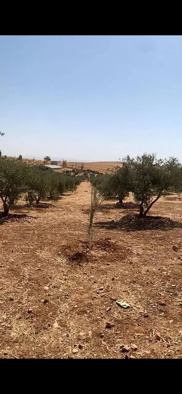 Land for sale in Hayyan Al Moshref – photo 4