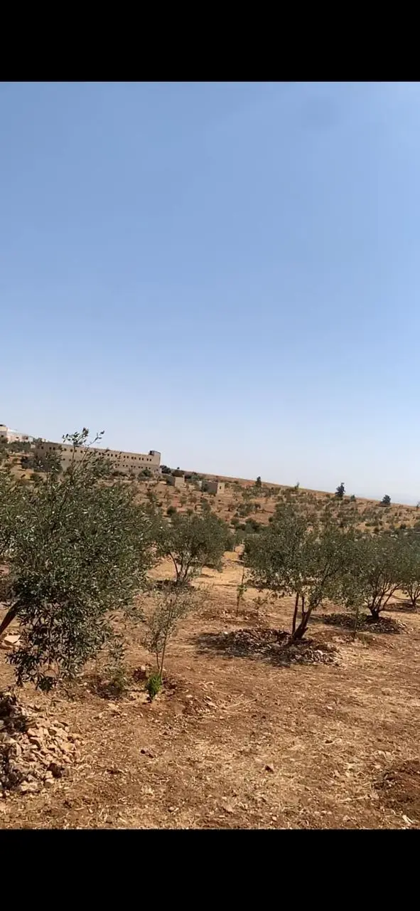 23.5-dunum olive farm for sale on the Mafraq–Bala'ama road, Hayyan Al Moshref