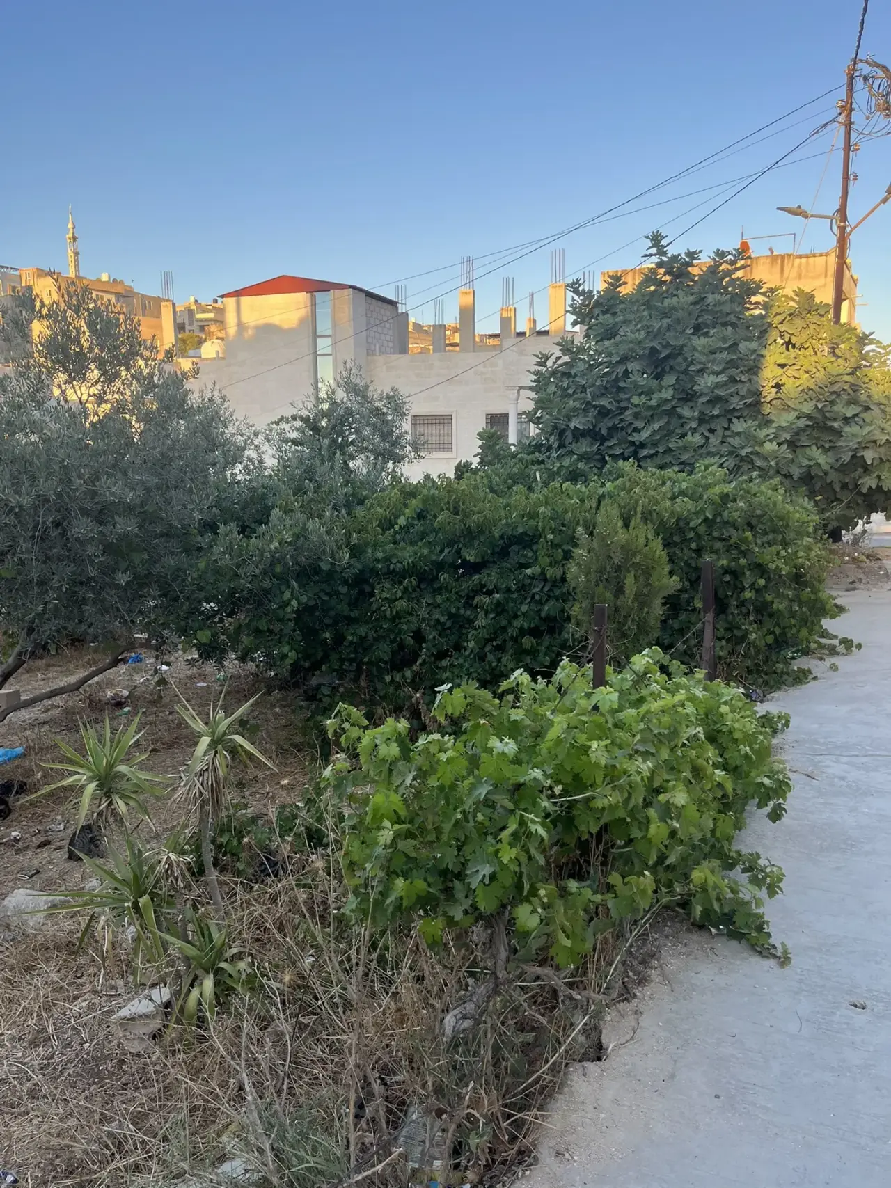 Land for sale in Al Barha – photo 2