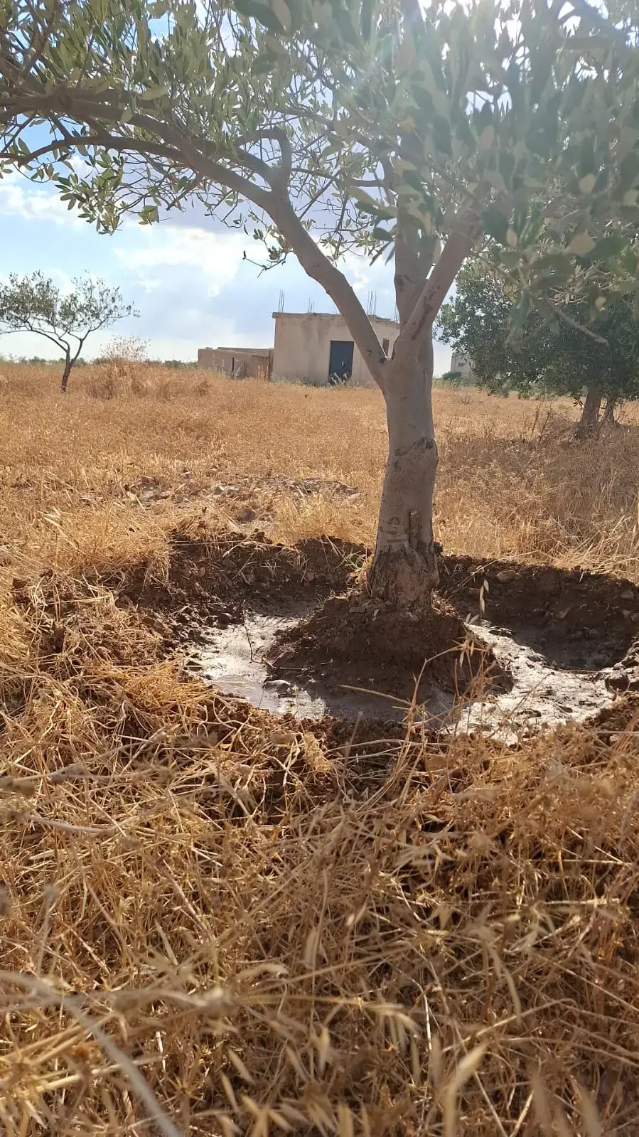 Land for rent in Al-Mazar Al-Janoubi – photo 4