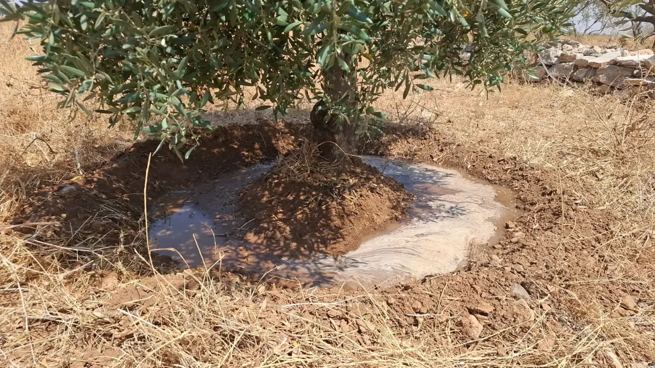Land for rent in Al-Mazar Al-Janoubi – photo 5