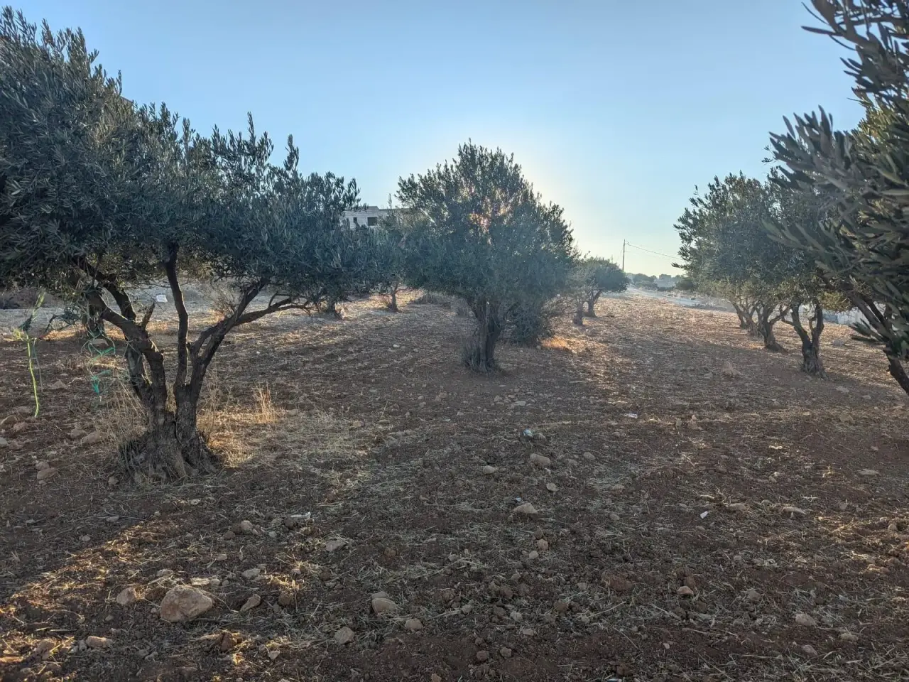 Land for sale in Shafa Badran – photo 4