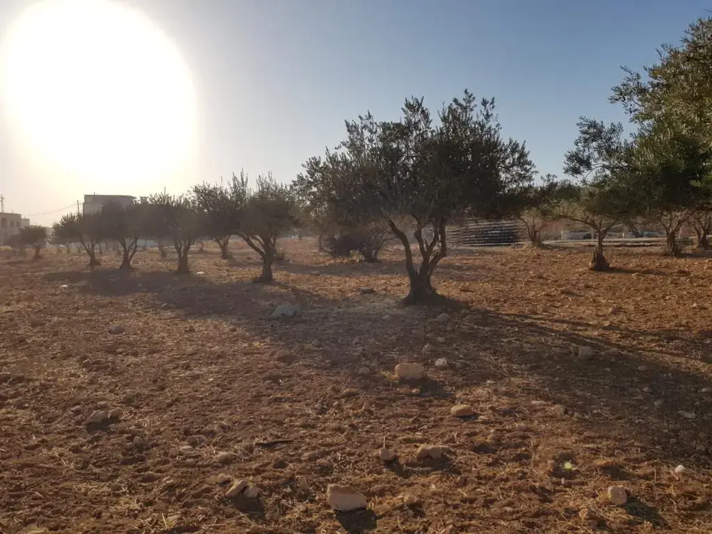 Land for sale in Shafa Badran – photo 5