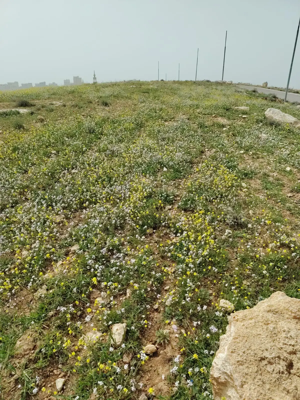 Land for sale in Shafa Badran – photo 3