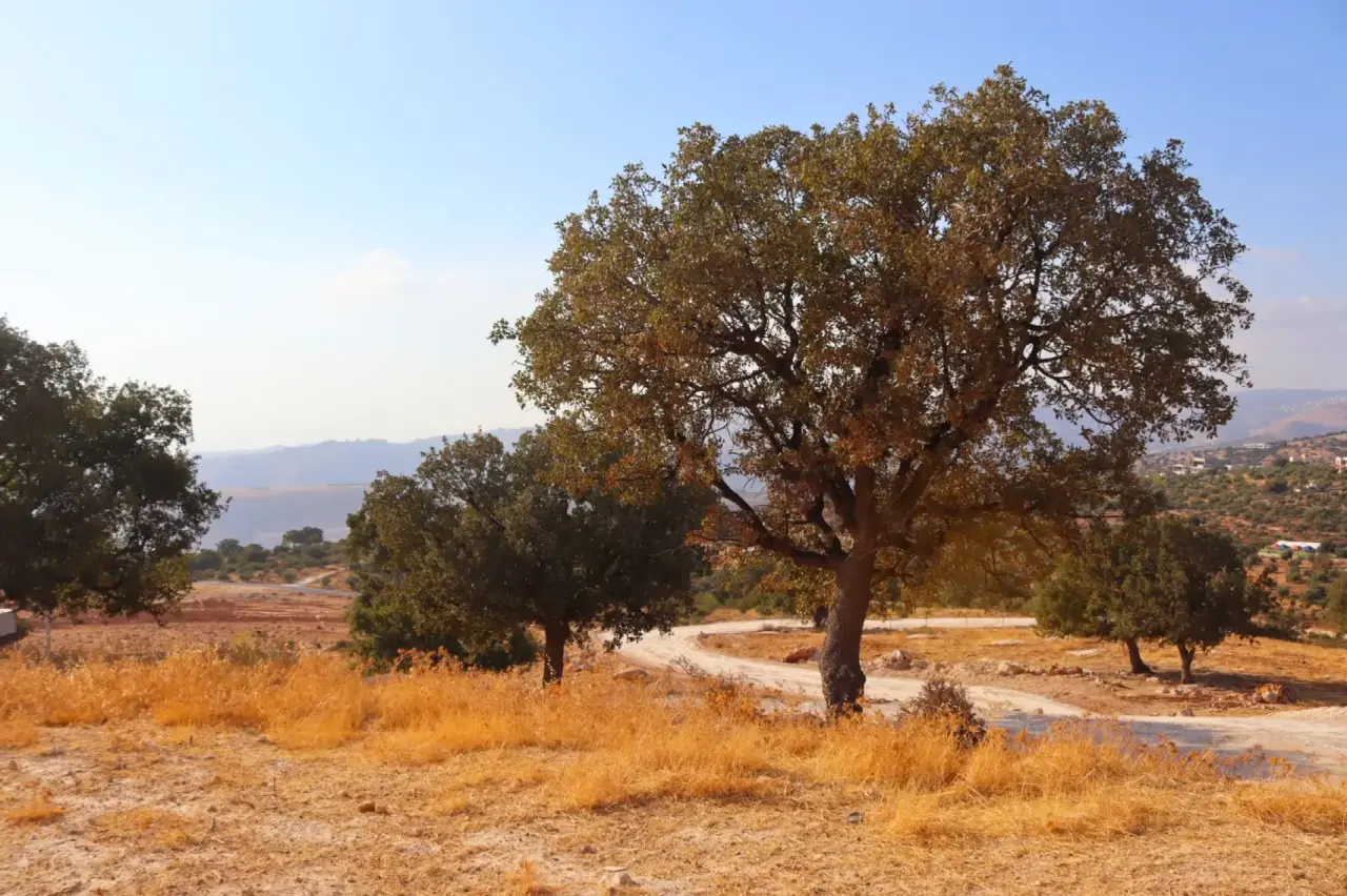 Land for sale in Bader Al Jadedeh – photo 4