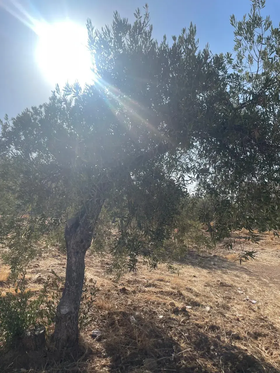 أرض للبيع في ابو نصير – صورة 2