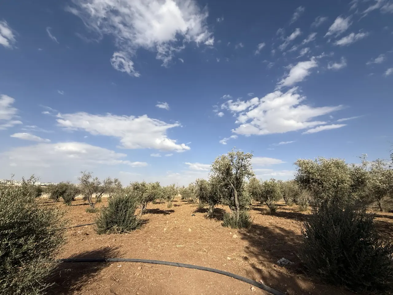 Land for sale in Umm Al-Amad – photo 12
