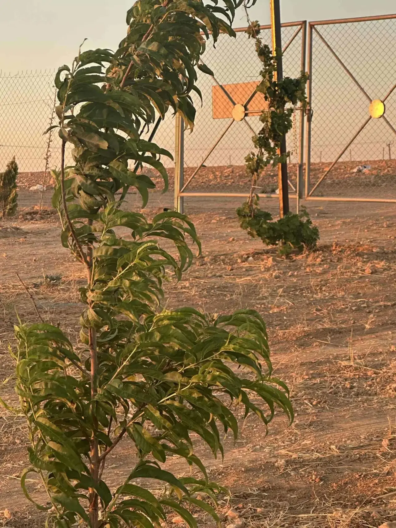 أرض للبيع في An-Nuayyimah – صورة 2