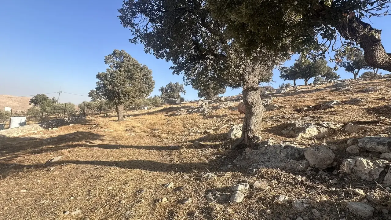 Land for sale in Sarout – photo 2