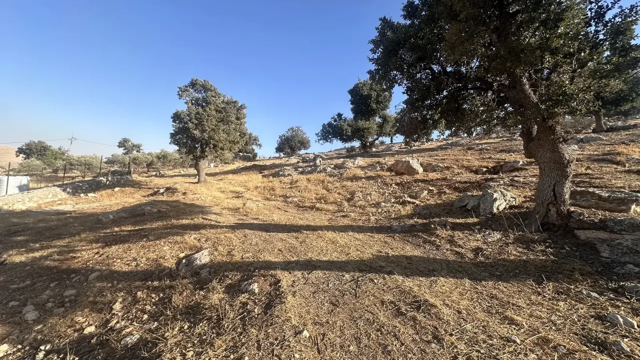 Land for sale in Sarout – photo 6