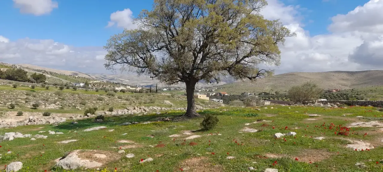 Land for sale in Sarout – photo 5