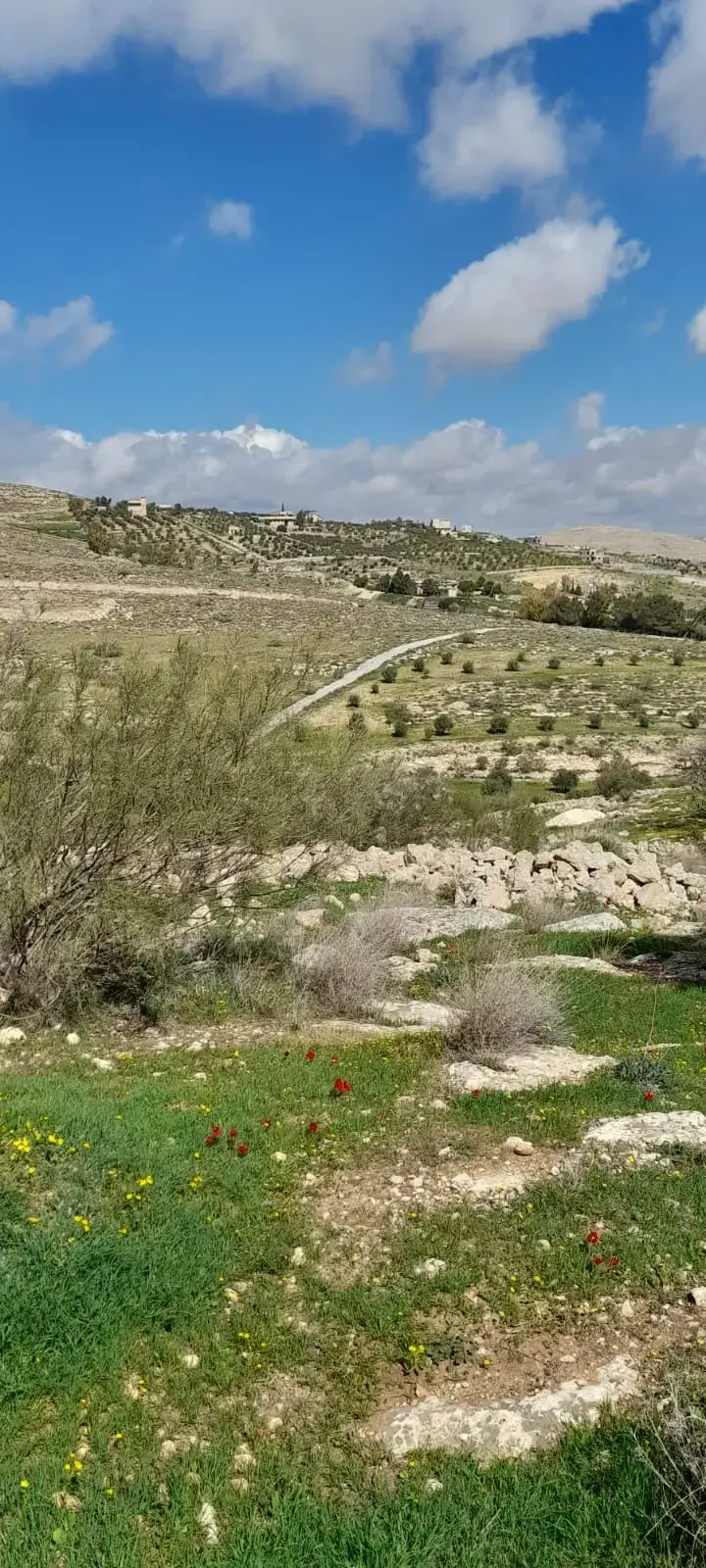 Land for sale in Sarout – photo 13