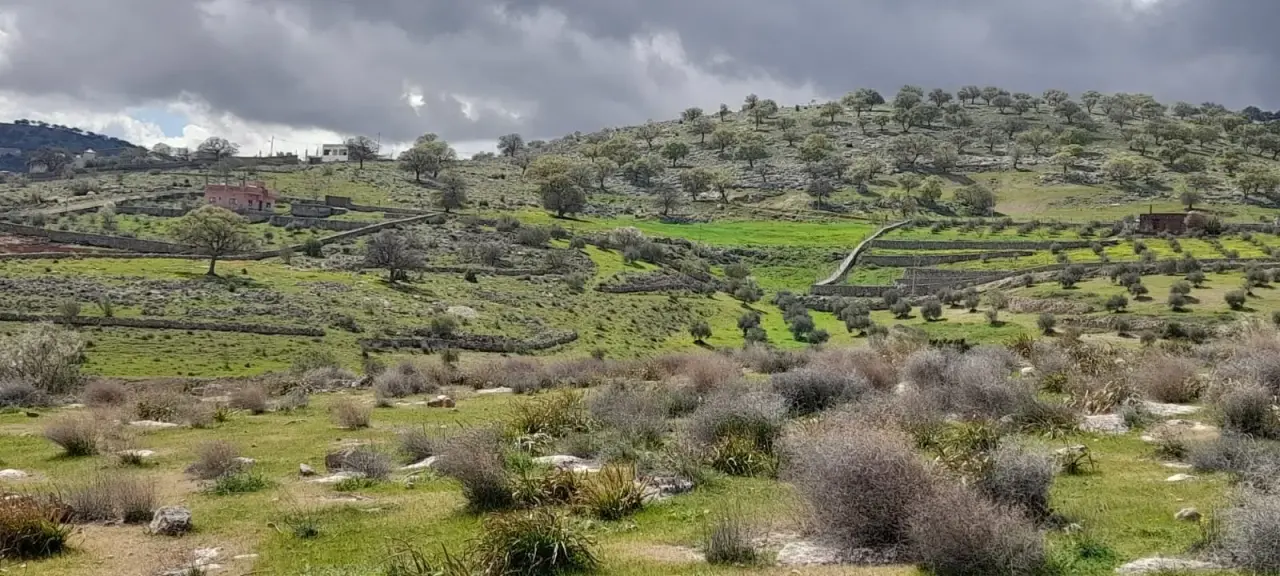 Land for sale in Sarout – photo 6
