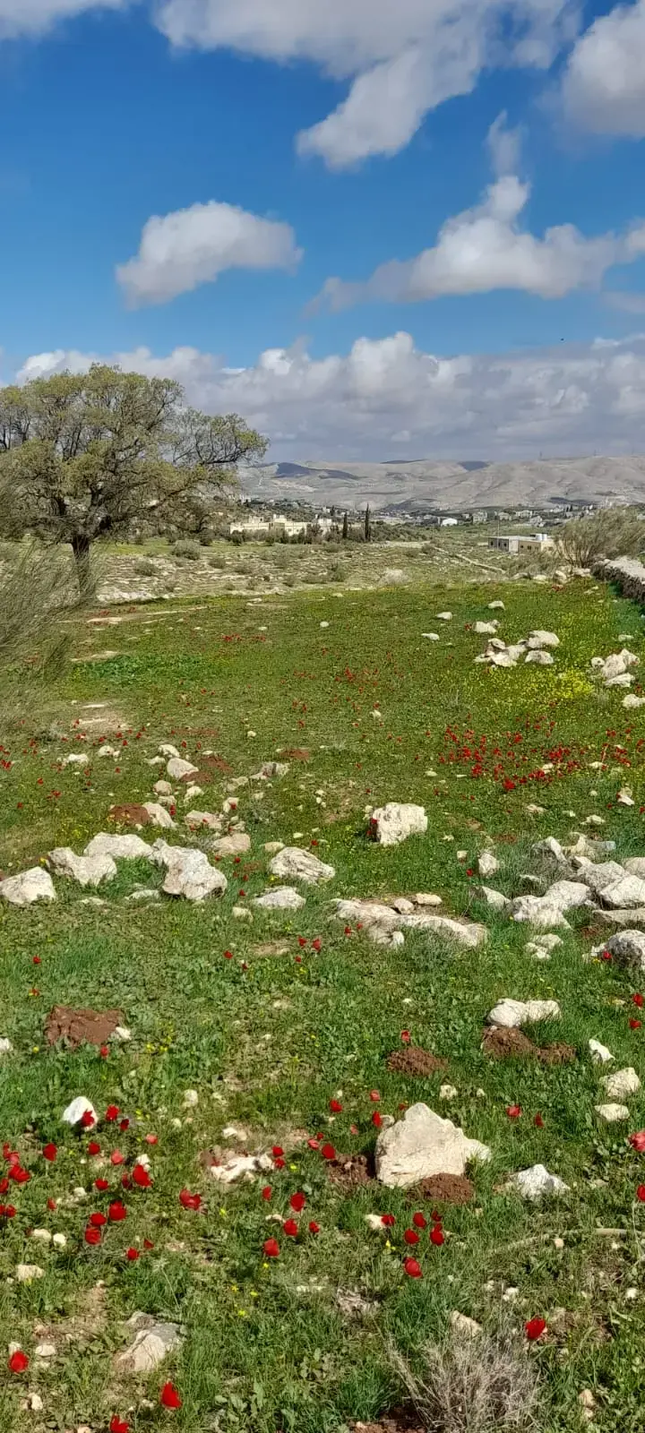 Land for sale in Sarout – photo 3