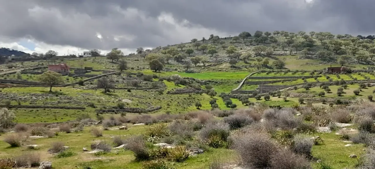 Land for sale in Sarout – photo 11