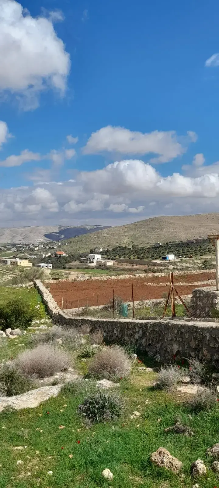 Land for sale in Sarout – photo 4